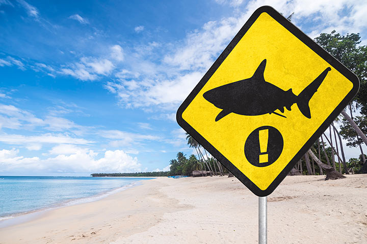 10 نصائح مهمة لحمايتك وعائلتك من أسماك القرش والاستمتاع بالشاطئ بأمان